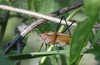 male, calling in the morning in low vegetation near narrow canal. Depicts CollectionObject 1583315; b46fbef6-856d-47da-aa7f-9cb2799025ac, a CollectionObject.