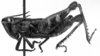 CollectionObject 1564378; c2aad372-89a4-4db6-b5fb-5563eea7324d: Image Carbonell, C.S. male, lateral view (paralectotype). (CollectionObject).