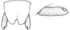Erioloides latiscobinus Naskrecki & Cohn, 2000: male cerci. (Otu).