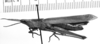 CollectionObject 1521495; a55de16e-c17d-4f8d-9cd1-c325aa984cec: Image Carbonell, C.S. female, lateral view (syntype). (CollectionObject).