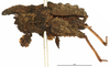 CollectionObject 1521857; 1024a1f4-f54d-49b4-a362-f789cf8afa5b: female, lateral view (holotype). (CollectionObject).