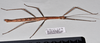 CollectionObject 1597631; 83635de7-6ca8-4b77-aab3-ca2a0d608a35: copyright QM. female, lateral view (paratype). (CollectionObject).