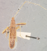 Pachygrontha barberi Slater, 1955: Pachygrontha barberi HOLOTYPE (NMNH) - (CC BY-NC 3.0) - Photo by Pablo M. Dellapé with permission from the National Museum of Natural History (NMNH), Smithsonian Institution, Washington, D.C. (Otu).