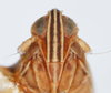 Head: !! display not done !! on Stenocranus (Codex) vittatus (Stål, 1862): (Observation).