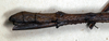 CollectionObject 1561748; NMW 343, 38227e1a-48db-449d-8a37-92aca7688b73: copyright NMW, Vienna. female: end of abdomen, lateral view (paralectotype). (CollectionObject).
