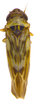 Habitus, dorsal view on Arboridia (Arboridia) koreana Oh & Jung, 2015 now Arboridia (Arboridia) agrillacea (Anufriev, 1969): Habitus. (Observation).
