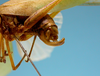 CollectionObject 1542821; 7aea9579-f7f7-4ea5-a863-bcc8f329871e: male, apex of the abdomen lateral view (holotype). (CollectionObject).