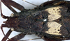 CollectionObject 1531724; 445dca04-b8f6-4f96-b043-72668cb3cc5a: female, dorsal view (syntype). (CollectionObject).