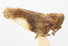 Habitus, lateral view: (Observation).