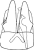 Subgenital plate: Pygofer ventral appendages, ventral view. (Observation).