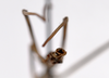 CollectionObject 1559867; 323192c9-1ac1-4610-96c0-b6da2e49e699: copyright ZMHB, Berlin. male: end of abdomen, from above (holotype). (CollectionObject).