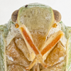 Head: !! display not done !! on Ormenaria barberi (Van Duzee, 1912): (Observation).
