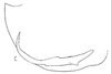 Pygofer, lateral view: !! display not done !! on Chlorotettix (Chlorotettix) giganteus Linnavuori, 1959: pygofer, median aspect. (Observation).