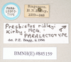 CollectionObject 1561307; 65787e1d-43b2-44c6-9dc1-3cf6b807841b: copyright Natural History Museum, London. male, data labels of synonym Presbistus ridleyi (paralectotype). (CollectionObject).