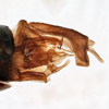 Pygofer, lateral view: !! display not done !! on Xenoliarus placitus (Van Duzee, 1912): (Observation).