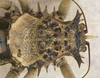 CollectionObject 1568345; de1d0b69-850a-480e-be2a-58bd41c3a481: male pronotum, dorsal view. (CollectionObject).