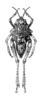 Finotia spinicollis Bonnet, 1884: Fig. 592. female, dorsal view. (Otu).