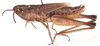 male, lateral view. Depicts Coryphosima vumbaensis Miller, 1949, an Otu.