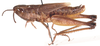 Coryphosima vumbaensis Miller, 1949: male, lateral view. (Otu).