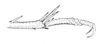 Ceuthophilus (Ceuthophilus) unguiculatus Hubbell, 1936: Fig. 221. end of caudal tibia and tarsus. (Otu).