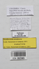 CollectionObject 1573606; 91436a8c-75a2-4e83-90ef-66985fa9cc08: Copyright © Instituto de Ciencias Naturales (ICN). male, data labels (paratype). (CollectionObject).;CollectionObject 1573607; 02b3f433-2f6f-4430-9717-b0d699dab63a: Copyright © Instituto de Ciencias Naturales (ICN). male, data labels (paratype). (CollectionObject).