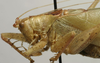 CollectionObject 1535204; b8d9cf98-030a-4367-94fd-2f8cddf12a30: male pronotum, lateral view (lectotype). (CollectionObject).