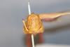 CollectionObject 1594420; 67e387da-828f-40f1-b07e-2bd409f9736a: female, frontal view (paratype of Scintharista punjabi). (CollectionObject).