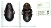 Panesthia angustipennis (Illiger, 1801): female nymph. (Otu).