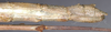 CollectionObject 1559723; 685627d8-5ca6-46f8-a952-b27108b6a706: copyright NHMW, Vienna. female: end of abdomen, lateral view (paratype). (CollectionObject).