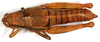 CollectionObject 1499600; cf5f726a-749d-486e-8635-89173f7c1dbd: female, dorsal view (allotype). (CollectionObject).