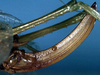 CollectionObject 1517530; d9195046-a080-45e9-830f-2104a01fb1c7: female ovipositor (holotype). (CollectionObject).