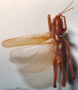 CollectionObject 1503253; MBBJ 3225967, 50bd38ec-950d-49af-a8ff-b0fead204cbf: male, dorsal view. (CollectionObject).