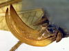 CollectionObject 1502473; a6ac637e-f6ac-40e7-af60-0c3aaa24a701, DORSA BTgrasatS02: ovipositor (syntype). (CollectionObject).