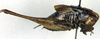 male, lateral view (holotype). Depicts CollectionObject 1500477; 0f998e80-aa54-4cf7-b993-41def21a5315, a CollectionObject.