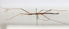 CollectionObject 1557775; 6187484c-f221-4886-b8cf-5572bedf841e: copyright MHNG, Geneva. female, lateral view (holotype). (CollectionObject).