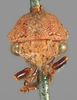 Head on Cyrtolobus pallidifrontis (Emmons, 1855): (Observation).