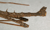 CollectionObject 1560209; ba66d1a1-6761-41c8-b74c-8c78ca7fc886: copyright NMW, Vienna. male: end of abdomen, lateral view of Promachus lobatipes (syntype). (CollectionObject).;CollectionObject 1560210; 98c063a4-b9ec-4cca-9969-d90fceadc774: copyright NMW, Vienna. male: end of abdomen, lateral view of Promachus lobatipes (syntype). (CollectionObject).