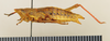CollectionObject 1518460; 39bfeb95-e549-4e02-b460-f2c0c50ff547: female, lateral view (holotype). (CollectionObject).