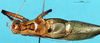 CollectionObject 1567551; 97dd3852-d2d9-4224-acd1-f1793f30482e: male, dorsal view. (CollectionObject).