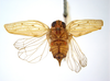Habitus, dorsal view: (Observation).