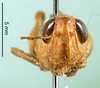CollectionObject 1501406; 5dce35b8-085a-48b6-a6d0-78be4d359538, DORSA BA000101S01: female, frontal view (holotype of P. stenopterum). (CollectionObject).