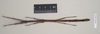 CollectionObject 1559428; c36cbd4a-278a-43d6-8645-4e0e55dd1f0a: copyright Natural History Museum, London. female of synonym Lonchodes hosei herberti (paratype). (CollectionObject).;CollectionObject 1559429; 7de651f1-0c17-42a0-9679-746db1a10735: copyright Natural History Museum, London. female of synonym Lonchodes hosei herberti (paratype). (CollectionObject).