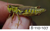Melanoplus uinta Otte, 2012: (Otu).