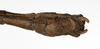 CollectionObject 1560414; fd053052-1efb-4970-be40-8e878404e646: copyright MHNG Geneva. male: end of abdomen, ventral view (holotype). (CollectionObject).