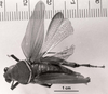 CollectionObject 1525098; 4e80796d-90e0-45e5-add7-e80e629a5eb0: Image C.S. Carbonell. female, dorsal view (holotype). (CollectionObject).