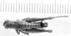 CollectionObject 1524818; 3700c52e-640c-400e-999d-05e38bd23156: male, dorsal view (lectotype). (CollectionObject).