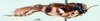 CollectionObject 1501910; 3c0151bd-9878-49aa-ac03-7b227ef8c4bc: male, lateral view. (CollectionObject).