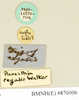 Panesthia regalis Walker, 1868: Copyright Natural History Museum, London. Labels from paralectotype (adult male) in BM(NH). (Otu).