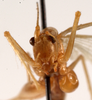 CollectionObject 1534524; 1b697d63-e1c7-4f21-8340-654d3ad4660c: female, frontal view (holotype of Xiphidiopsis celebensis). (CollectionObject).