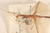CollectionObject 1561858; 7a1f736b-dfcd-4b6c-b3a4-632a52820791: copyright OUMNH. male: head & thorax, lateral view (holotype). (CollectionObject).